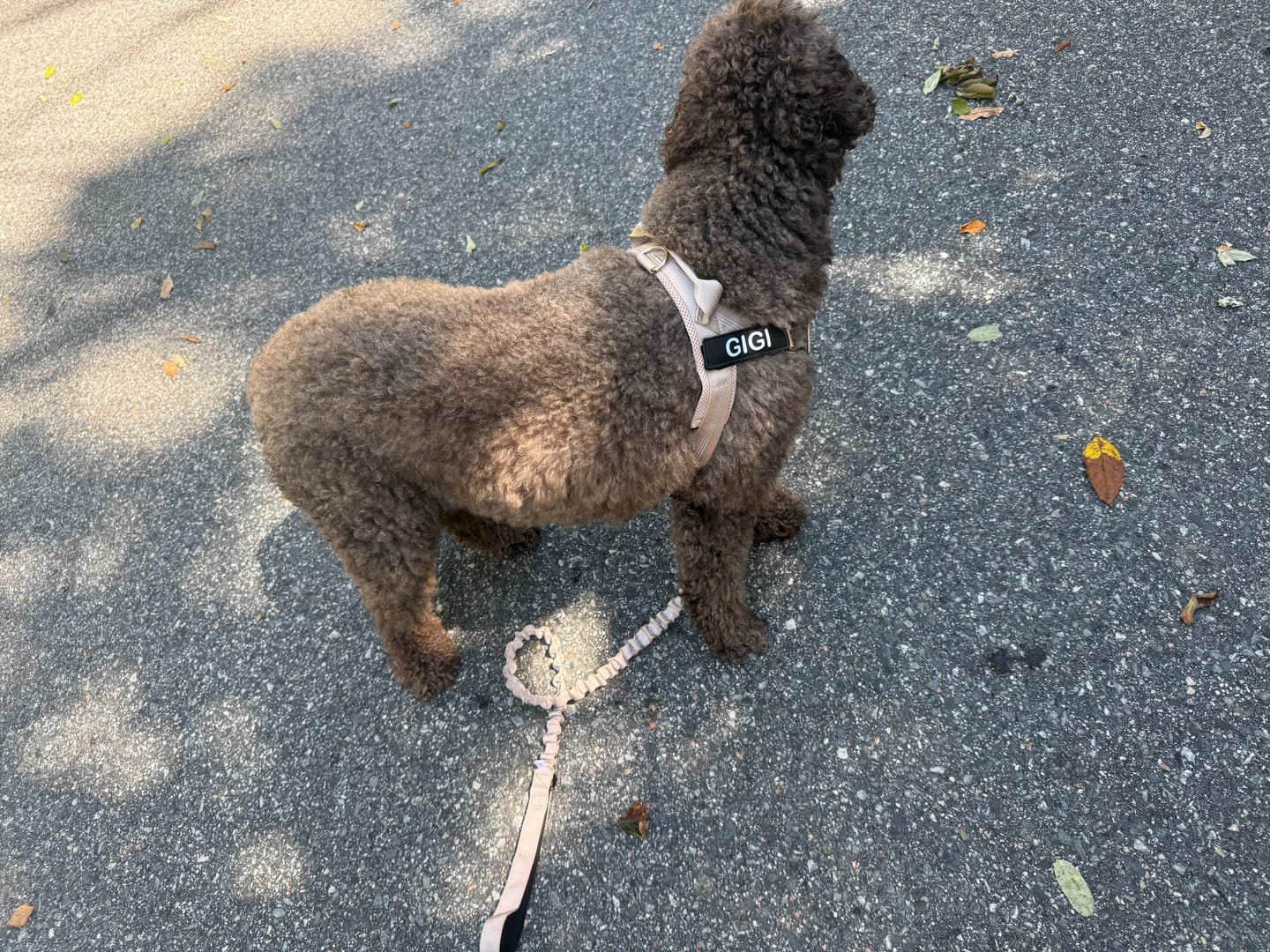 Customer photo review of KAVRIONA No-Pull Dog Harness