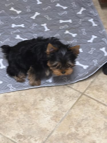Customer photo review of SniffPad Almohadilla con Feromonas para Perros