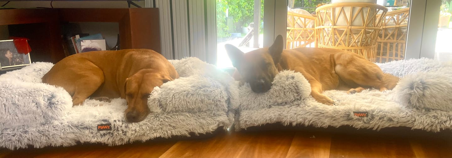 Customer photo review of Pet Orthopaedic Bed
