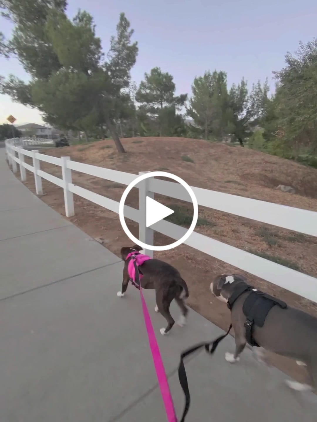 Customer video review of Matching Pink 6' Bully Proof Leash