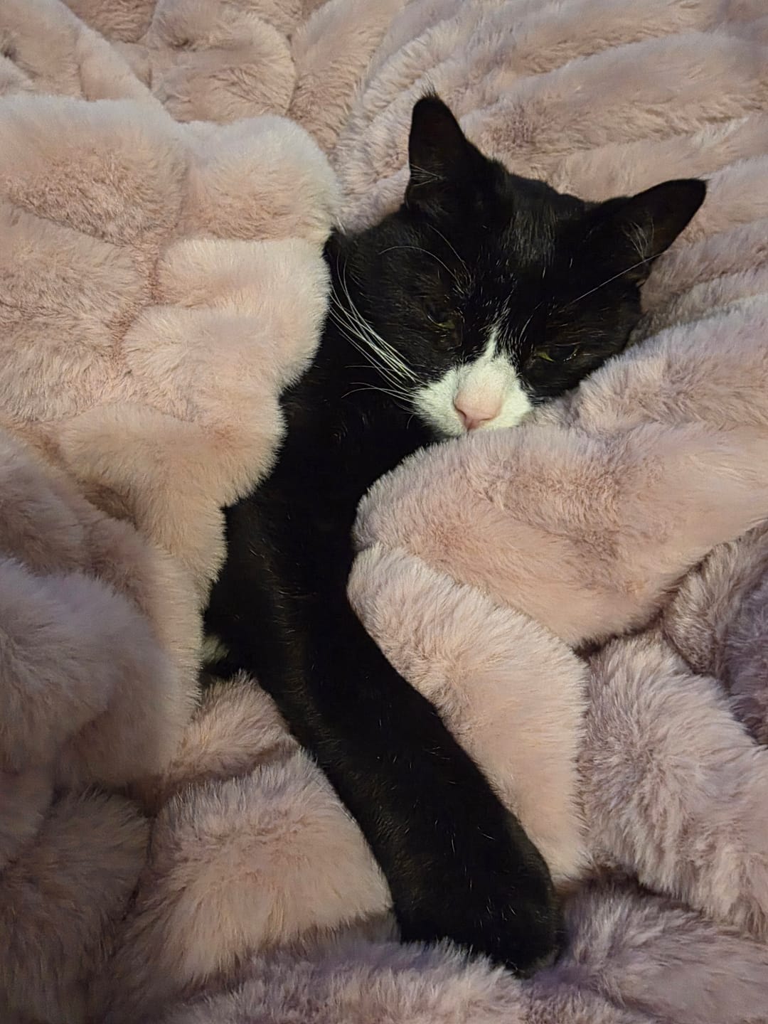 Customer photo review of Hugs Heirloom Rose Blanket
