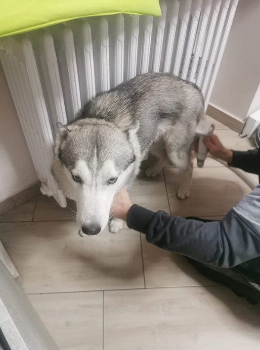 Customer photo review of Aspirateur à poils de chien - Kit toilettage complet 3 en 1