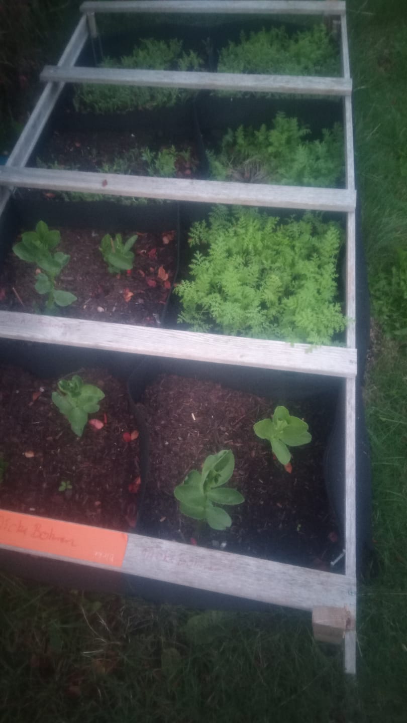 Customer photo review of Bio-Saatgut Abobox 'Gartengemüse'