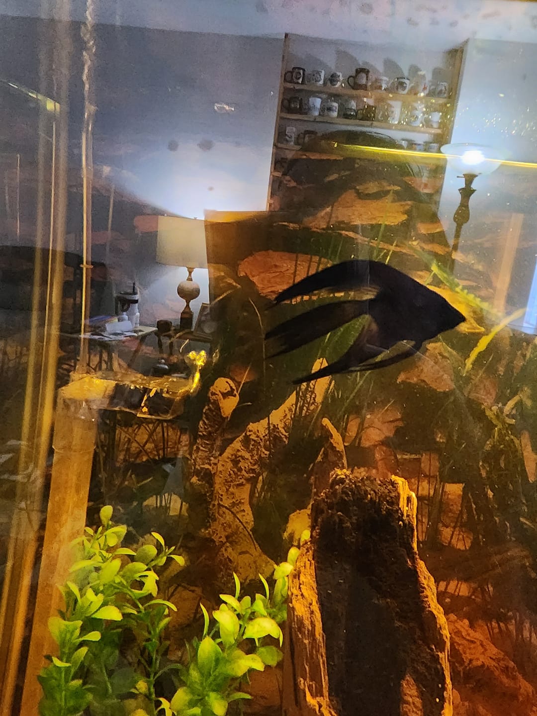 Customer photo review of Leopard Angelfish