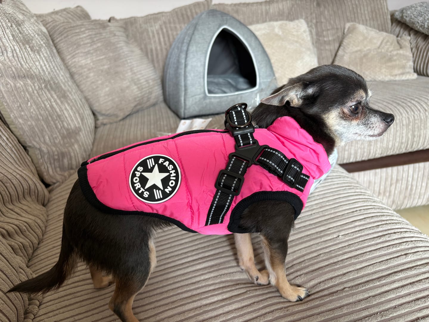 Customer photo review of DoggyKings™ 3 in 1 Jacket