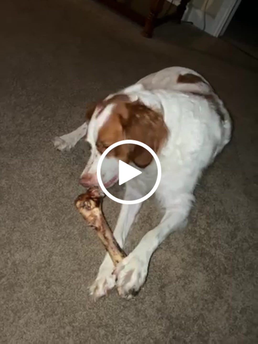 Customer video review of Ostrich Hip Bone (12" x 5"x 3”): The Durable, Flavor-Packed Chew for Medium & Large Dogs