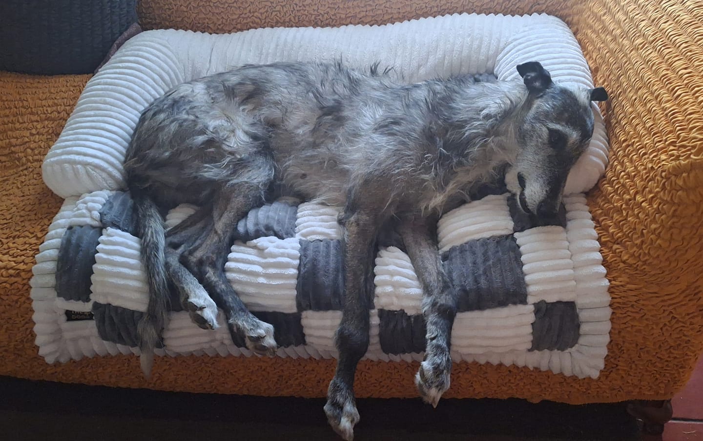 Customer photo review of Camita de Sillón Signature para Perros
