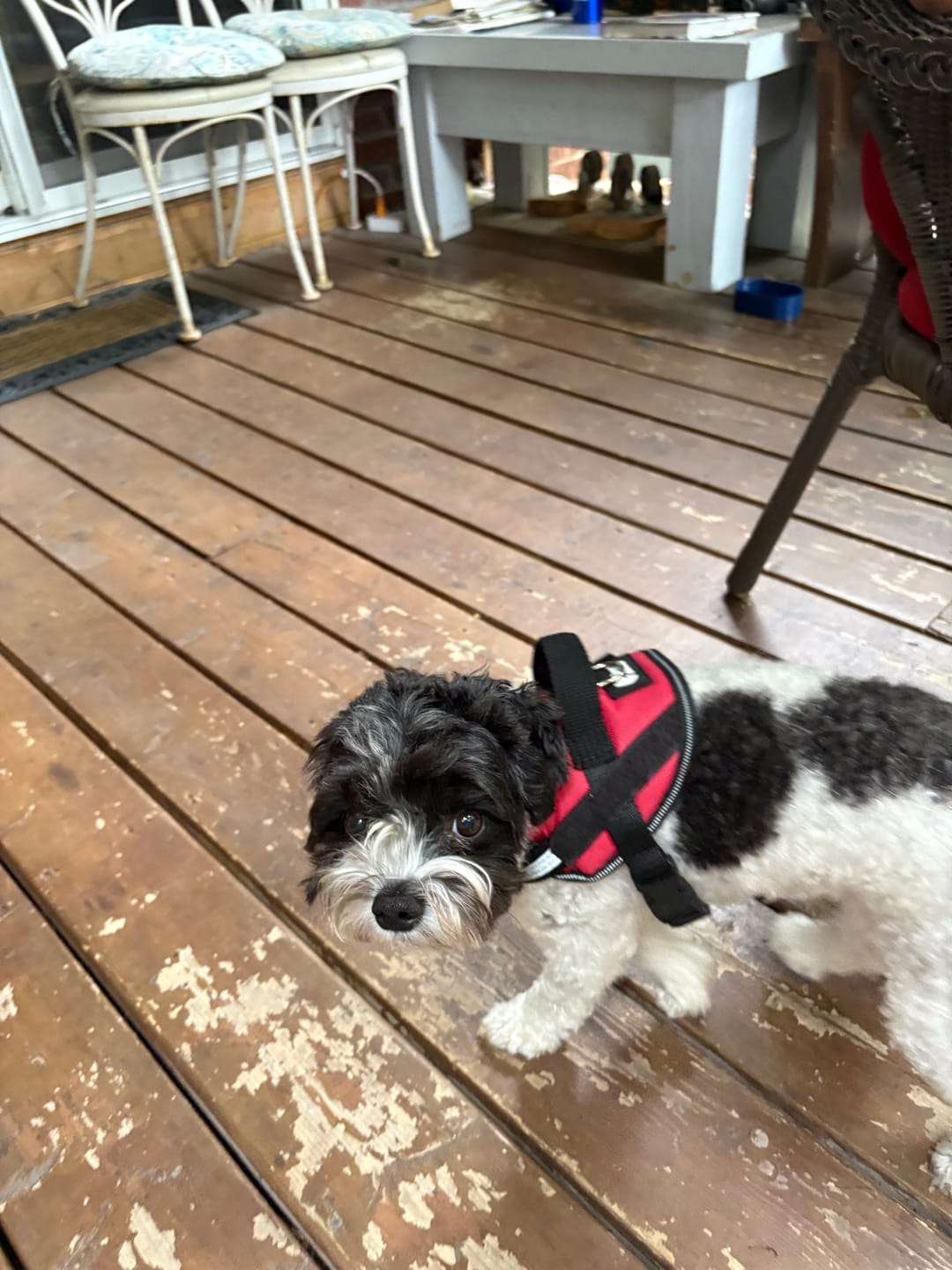 Customer photo review of Personalized Dog Harness