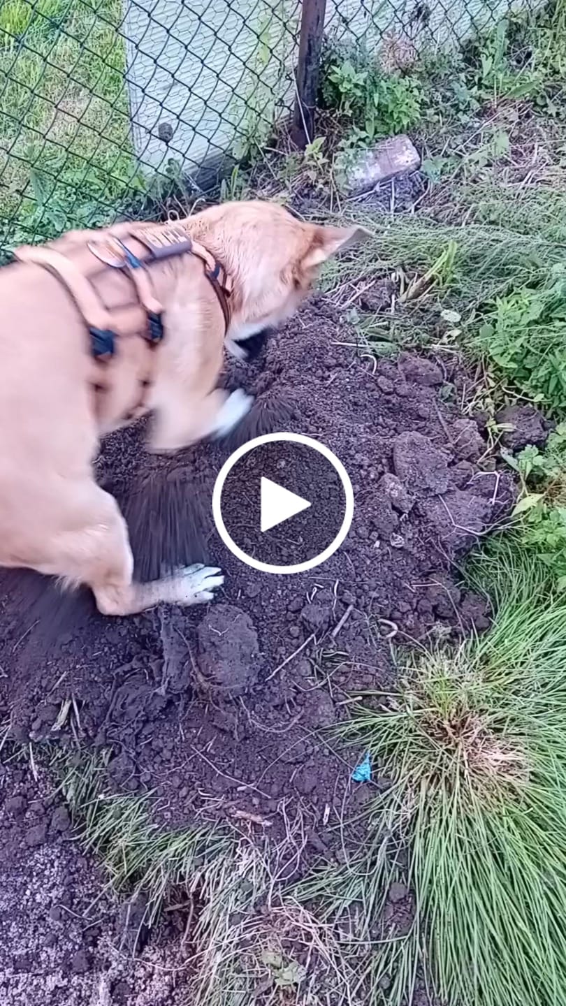 Customer video review of Anny X Dog Harness SAFETY | No Escape - S - Amber/Brown