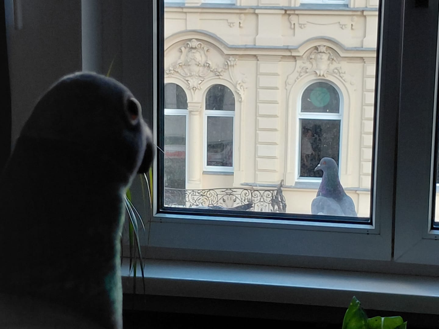 Customer photo review of Common Pigeon Bird Soft Stuffed Plush Toy
