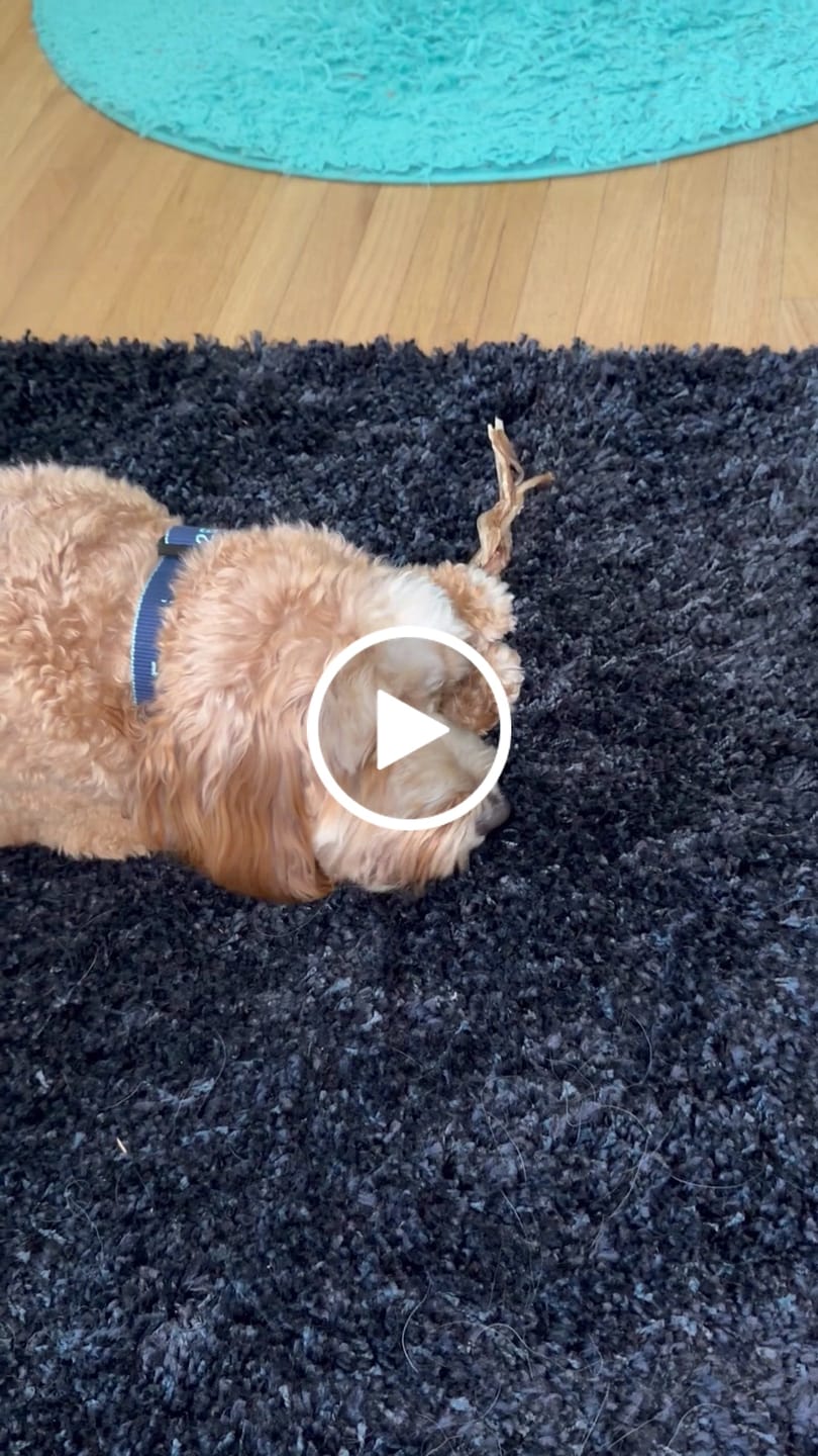 Customer video review of Ostrich Tendon Twister (12" x 2.5" x 1"): The Satisfying, All-Natural Chew for Dental Health & Joint Support