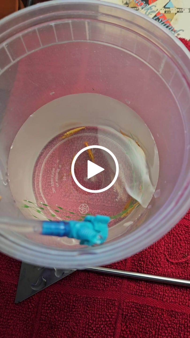 Customer video review of Yellow Golden Back Shrimp