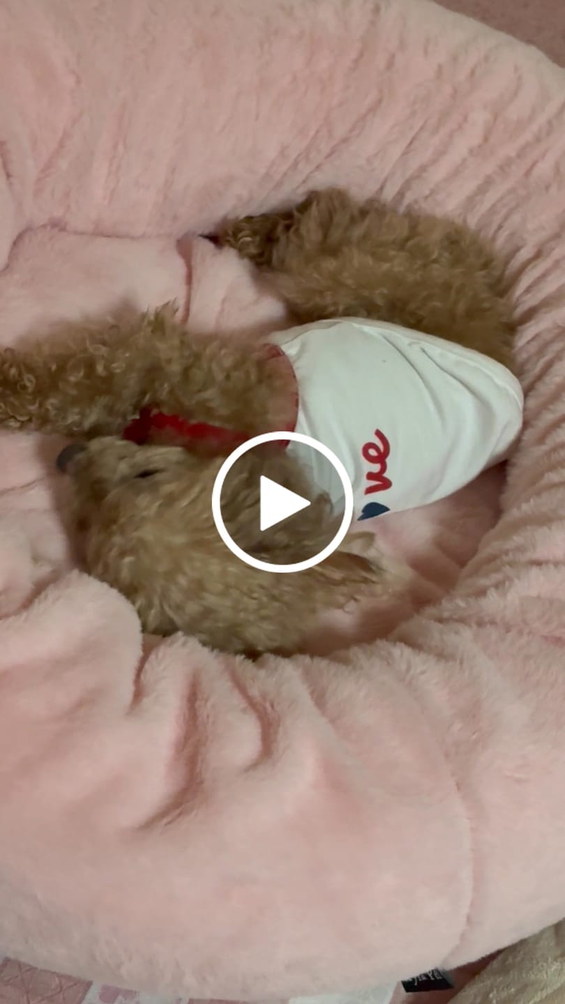 Customer video review of マイラ 日本製クッションベッド