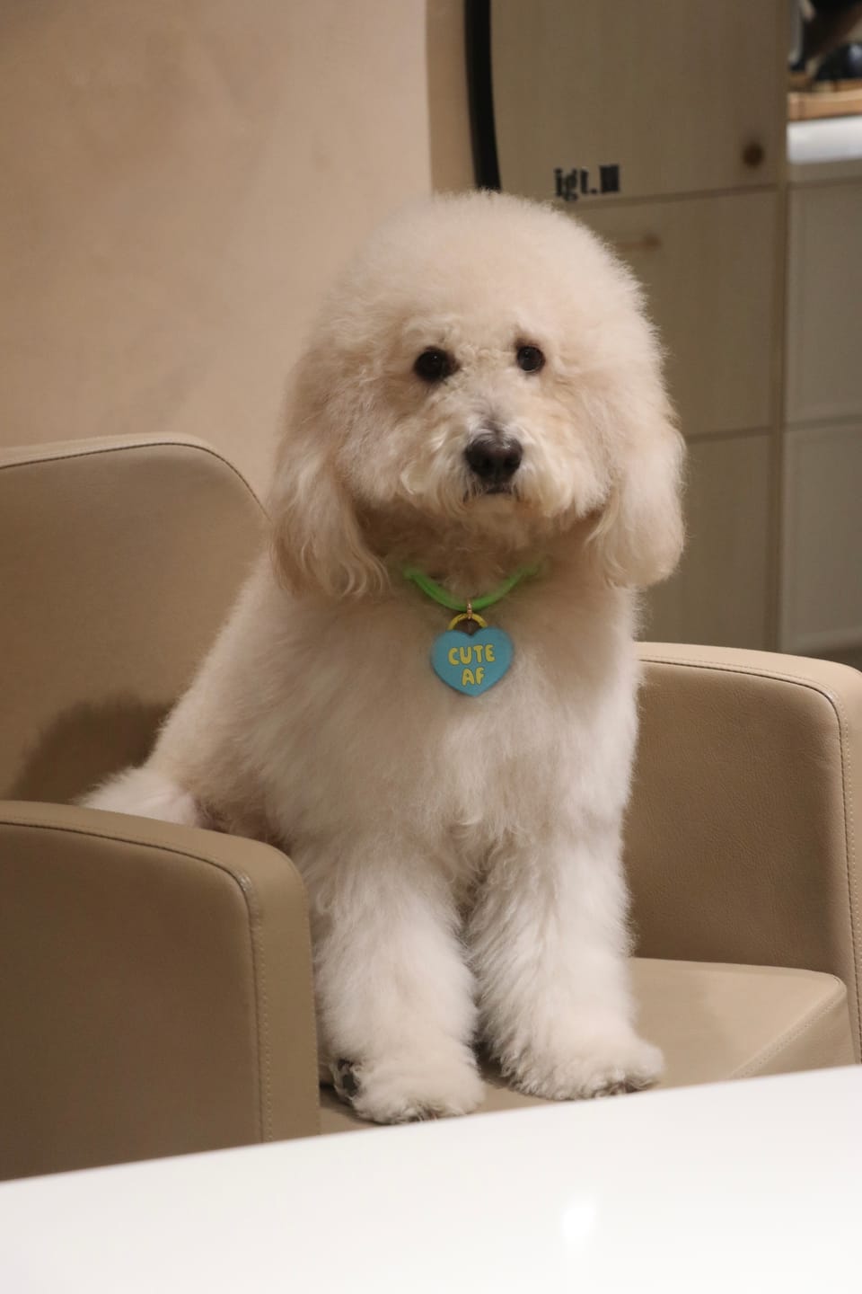 Customer photo review of Cute AF Blue Jiby Dog Charm