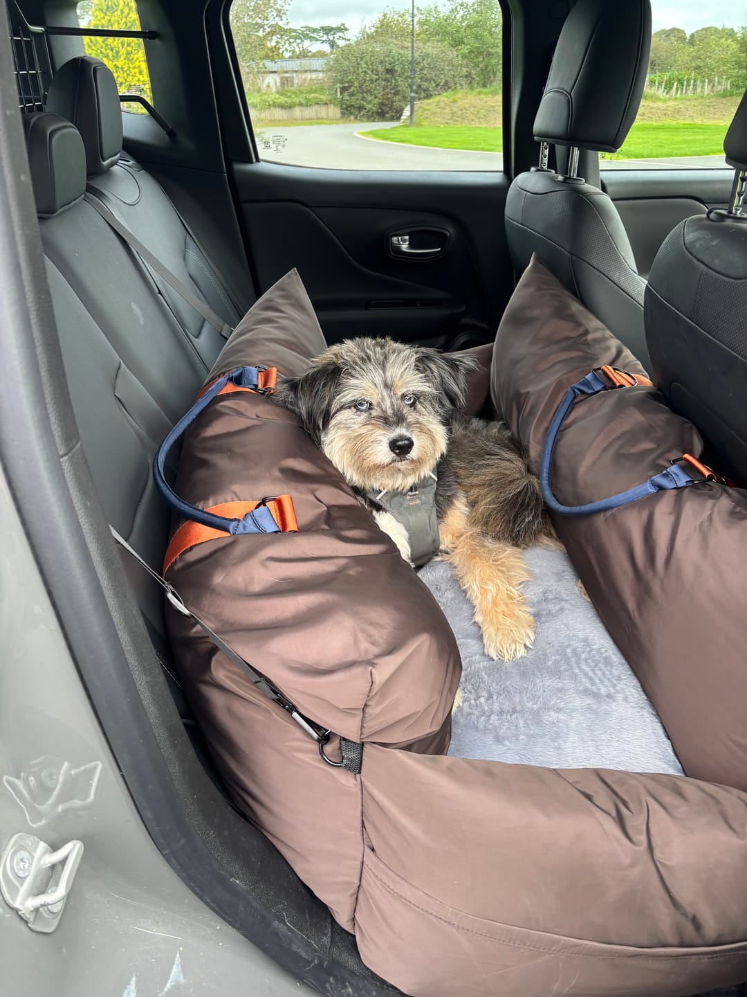 Customer photo review of Travel Dog Pod XL - Now With Isofix