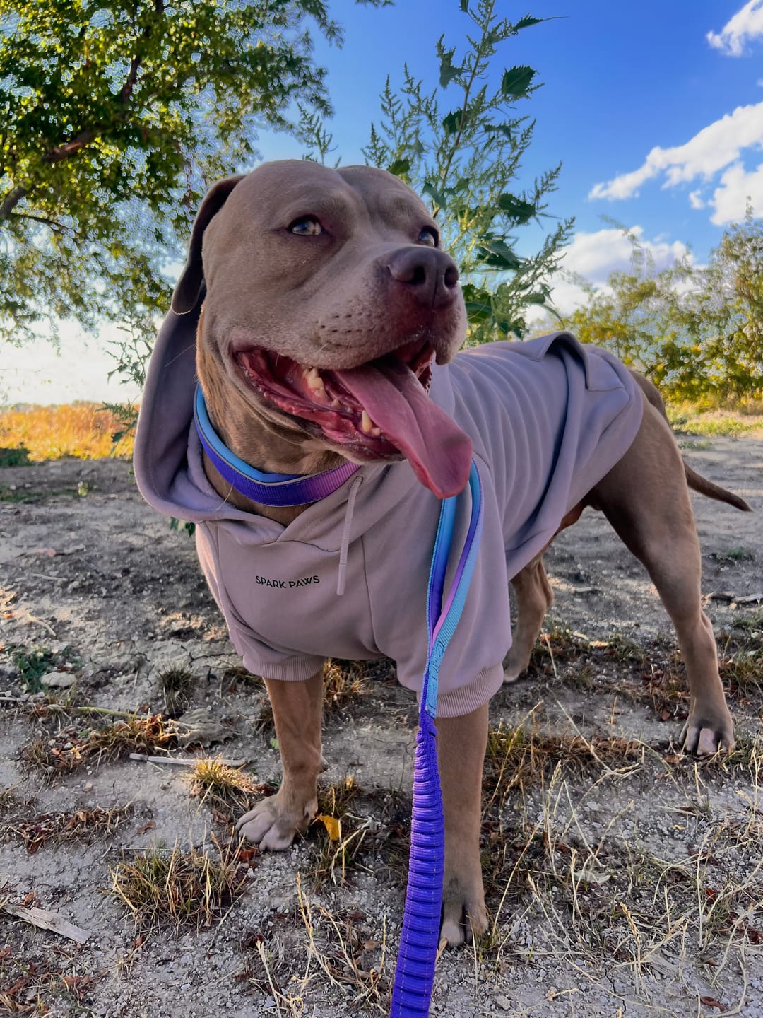 Customer photo review of Essential Dog Hoodie - Clay