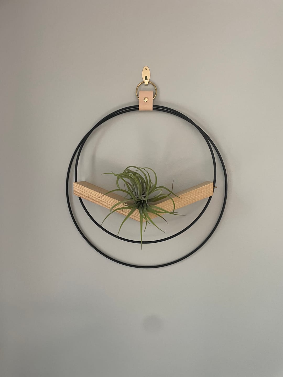 Customer photo review of Air Plant V-Hanger Trio
