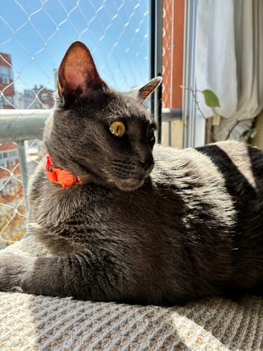 Customer photo review of Collar PVC Lavable Abrefácil (Gato)