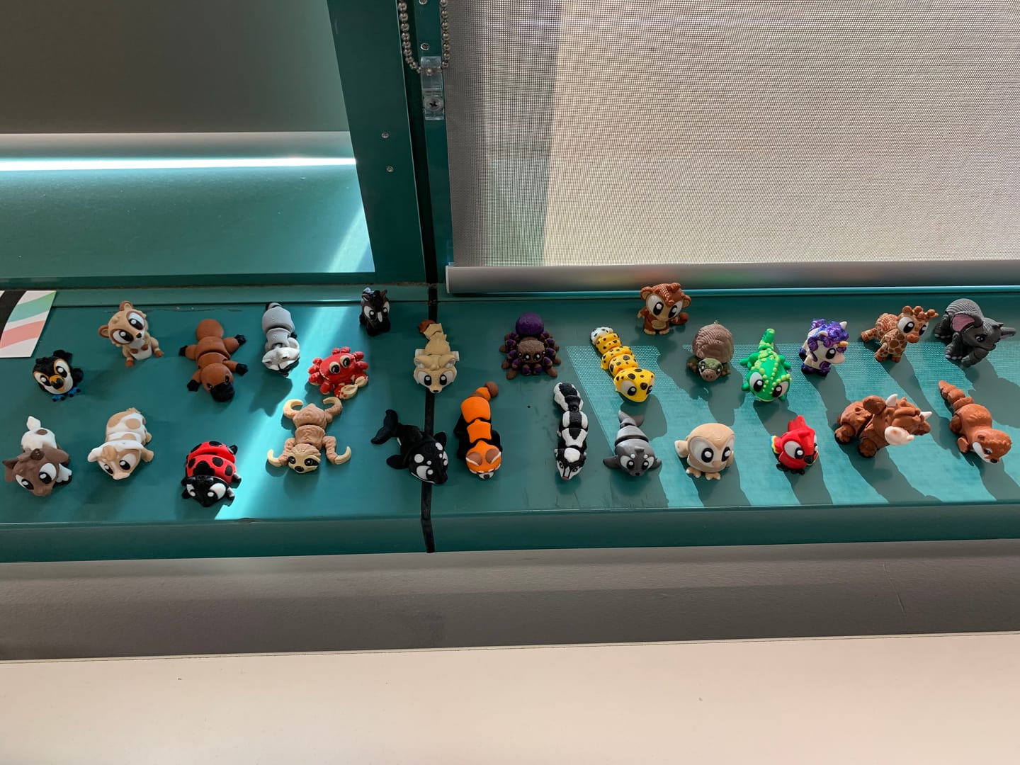 Customer photo review of Tortoises