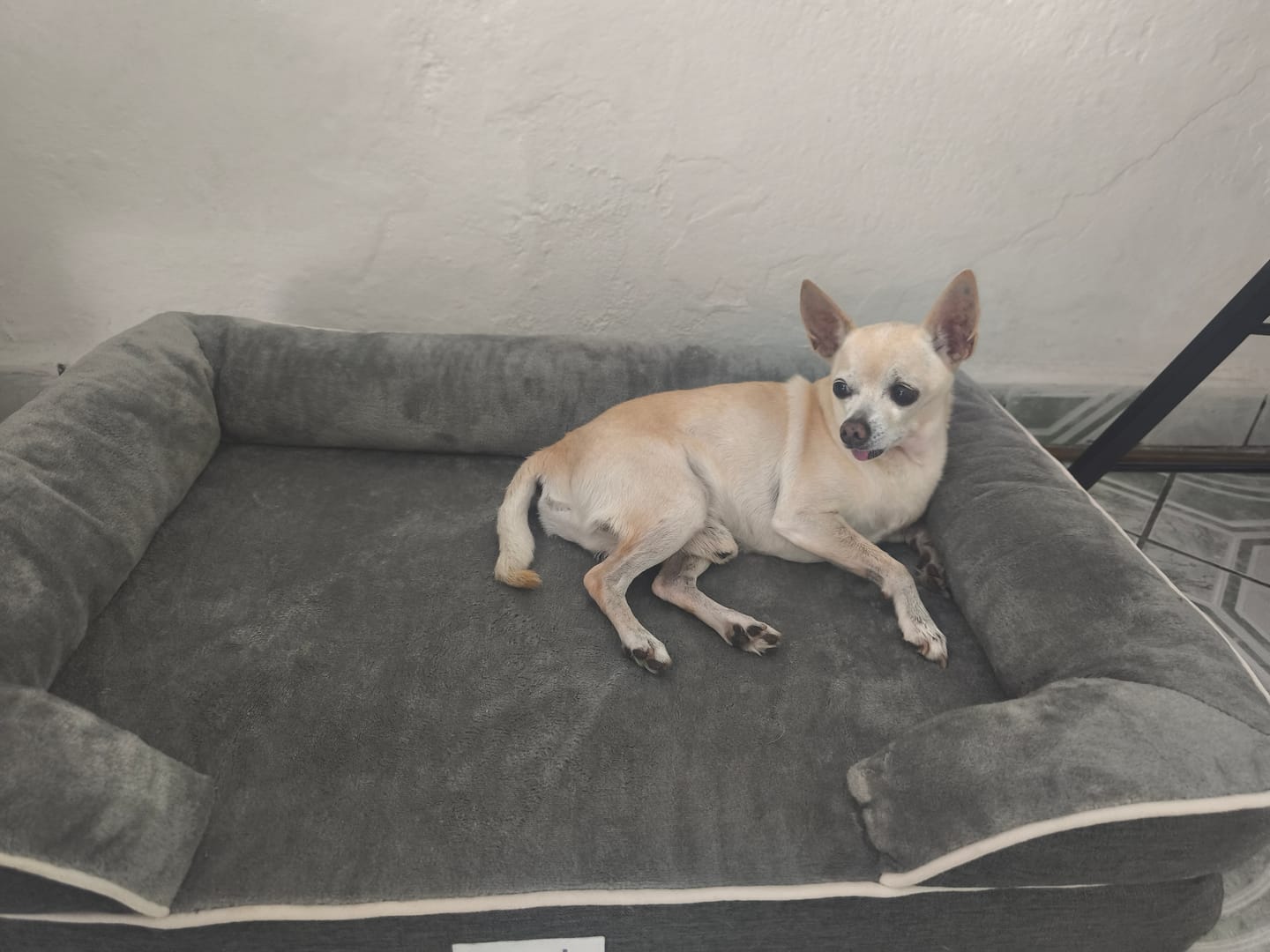 Customer photo review of Cama Ortopédica para Perros