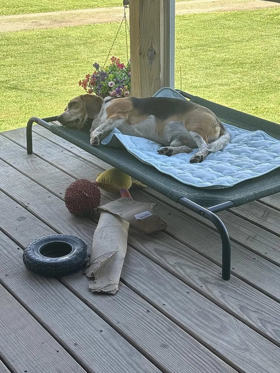 Customer photo review of Dog Cooling Mat