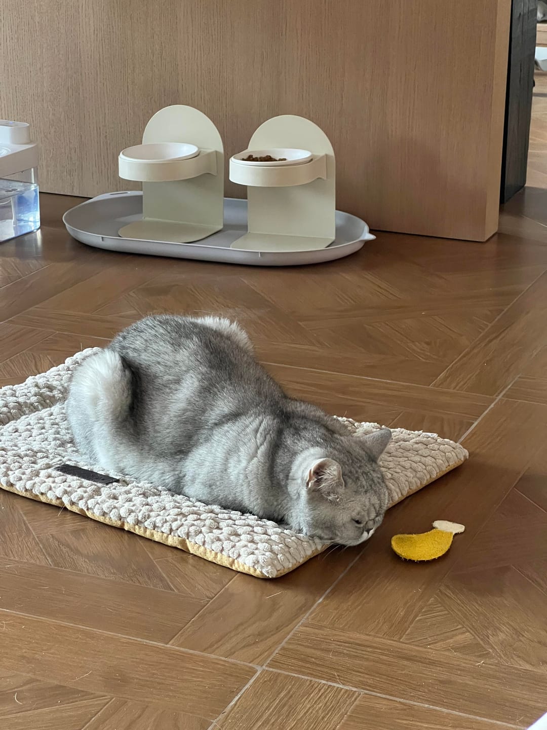 Customer photo review of Pawtique FlexDine™ Adjustable Elevated Ceramic Cat Bowl