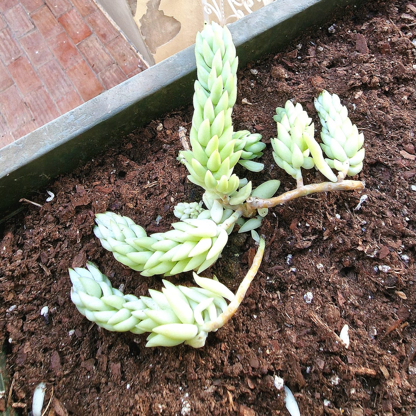 Customer photo review of Sedum morganianum "Rabo de burro"