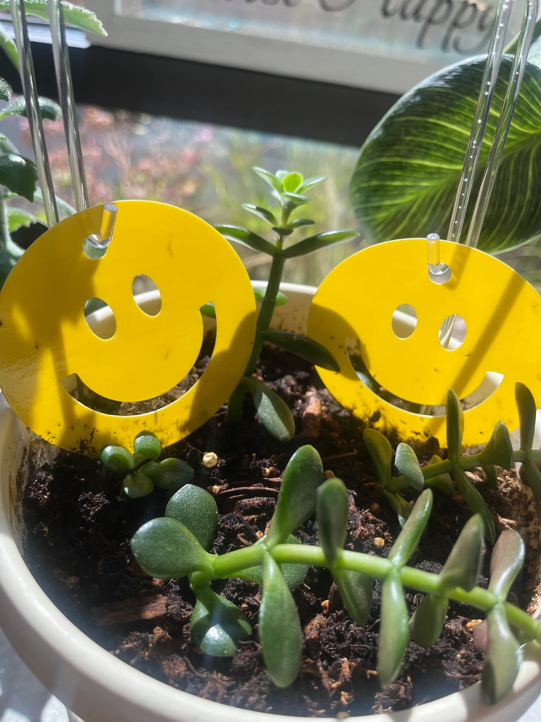 Customer photo review of Killer Smiles