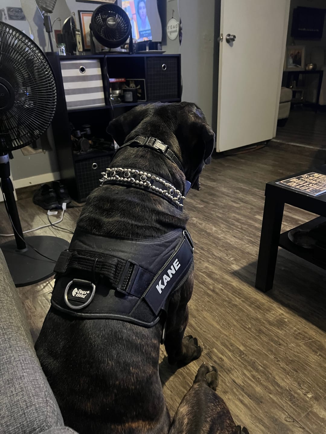Customer photo review of Personalized Dog Harness