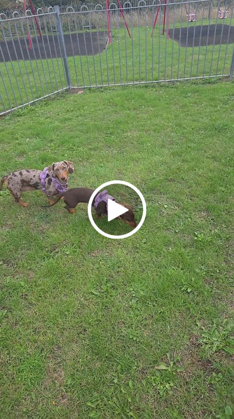 Customer video review of Adjustable Collar - Colour Drops - Plum Tweed