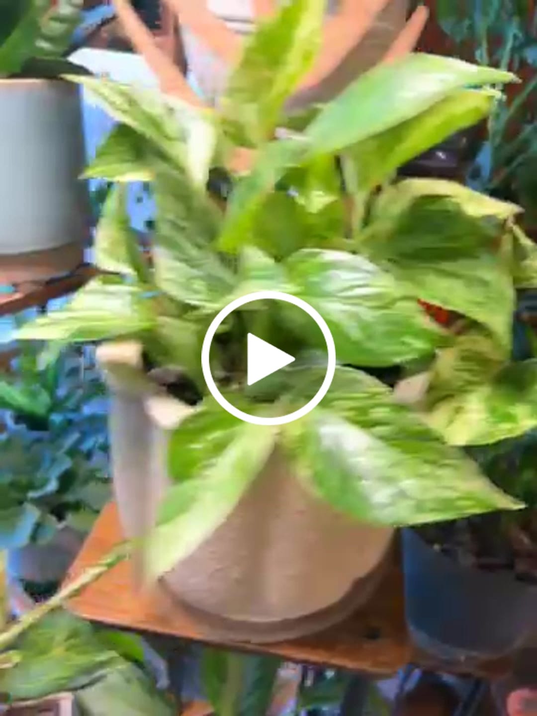 Customer video review of Palmella - Plant trellis inspired by the Palm Leaf