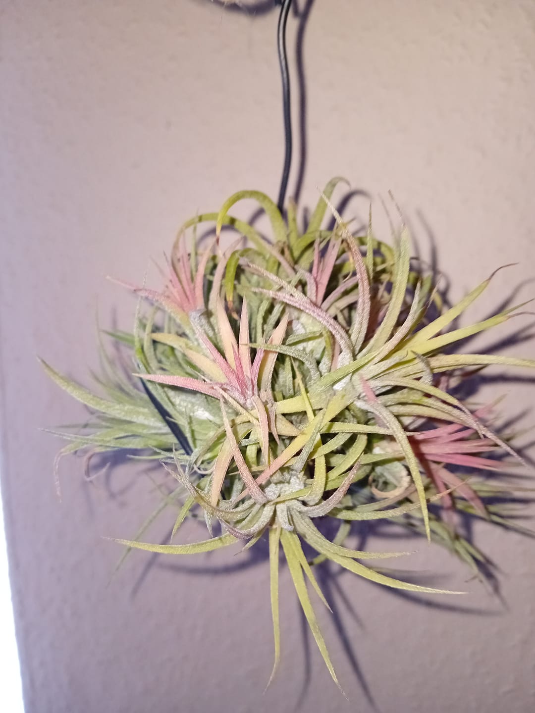 Customer photo review of Tillandsia ionantha 'mexico' - PULK