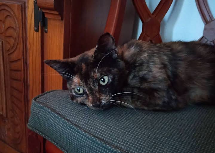 Customer photo review of Cat Dental Care & Bad Breath Remedy