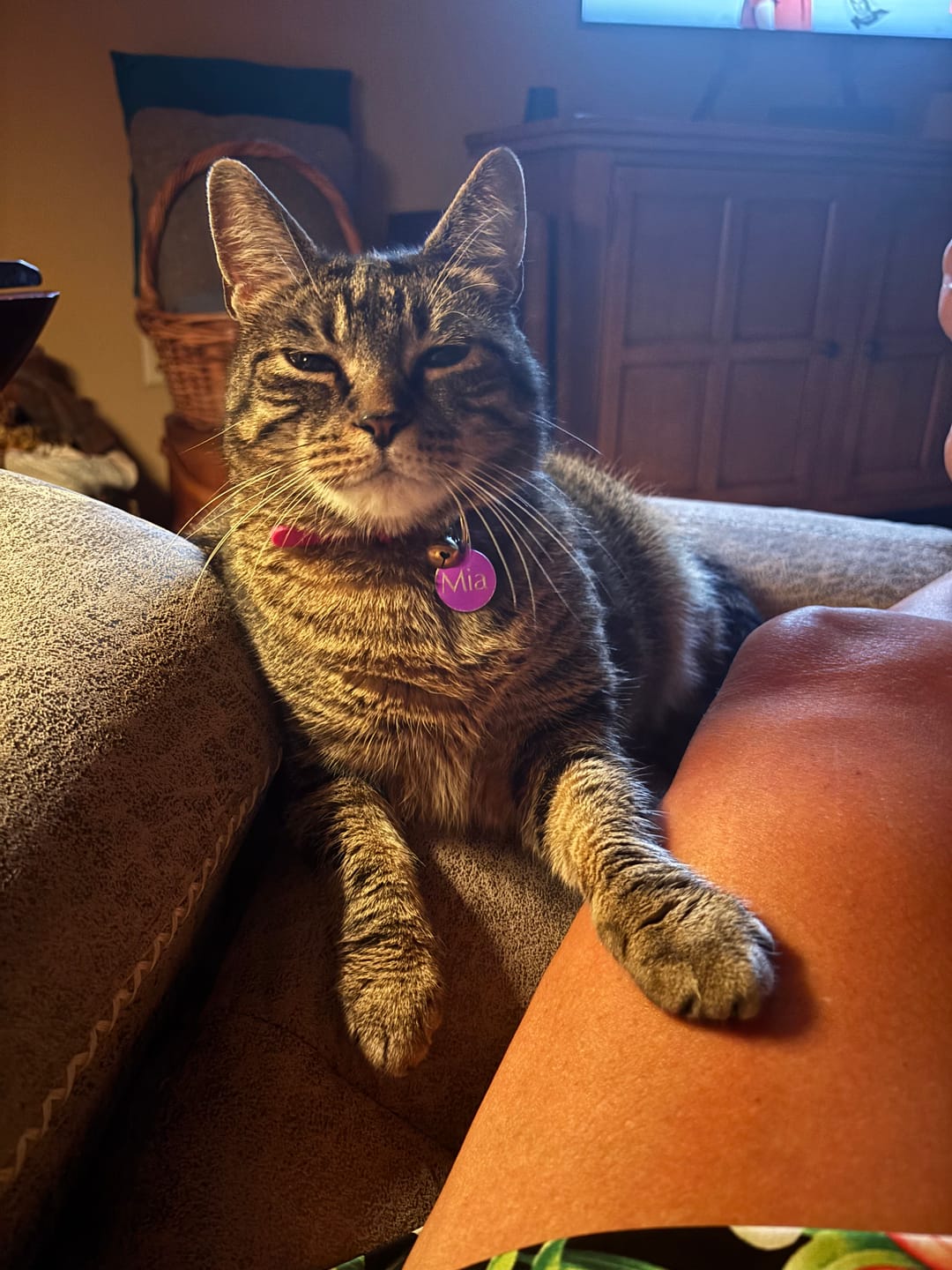 Customer photo review of FurLife™ 12 Months Flea and Tick Free