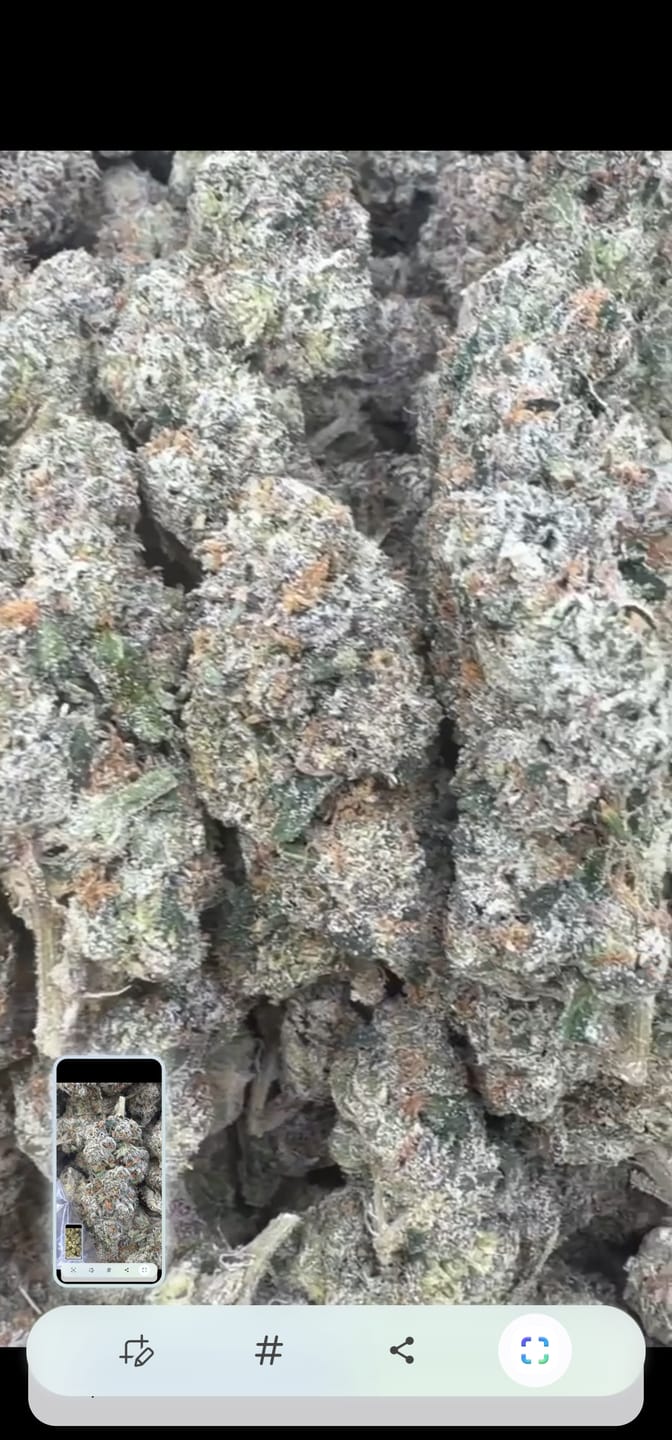 Customer photo review of Red Runtz Indoor - Bulk - Indica