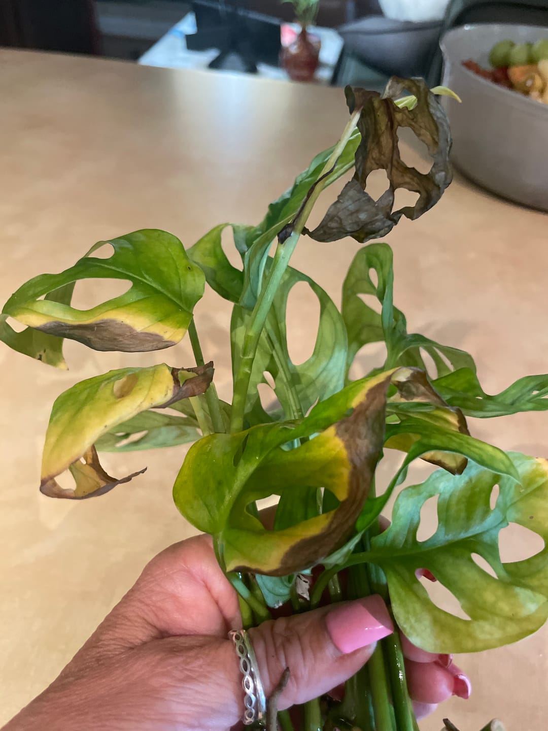 Customer photo review of Swiss Cheese Plant - Monstera Adansonii - Swiss Cheese Cuttings - Live indoor plant - Monstera cuttings - air purification houseplant