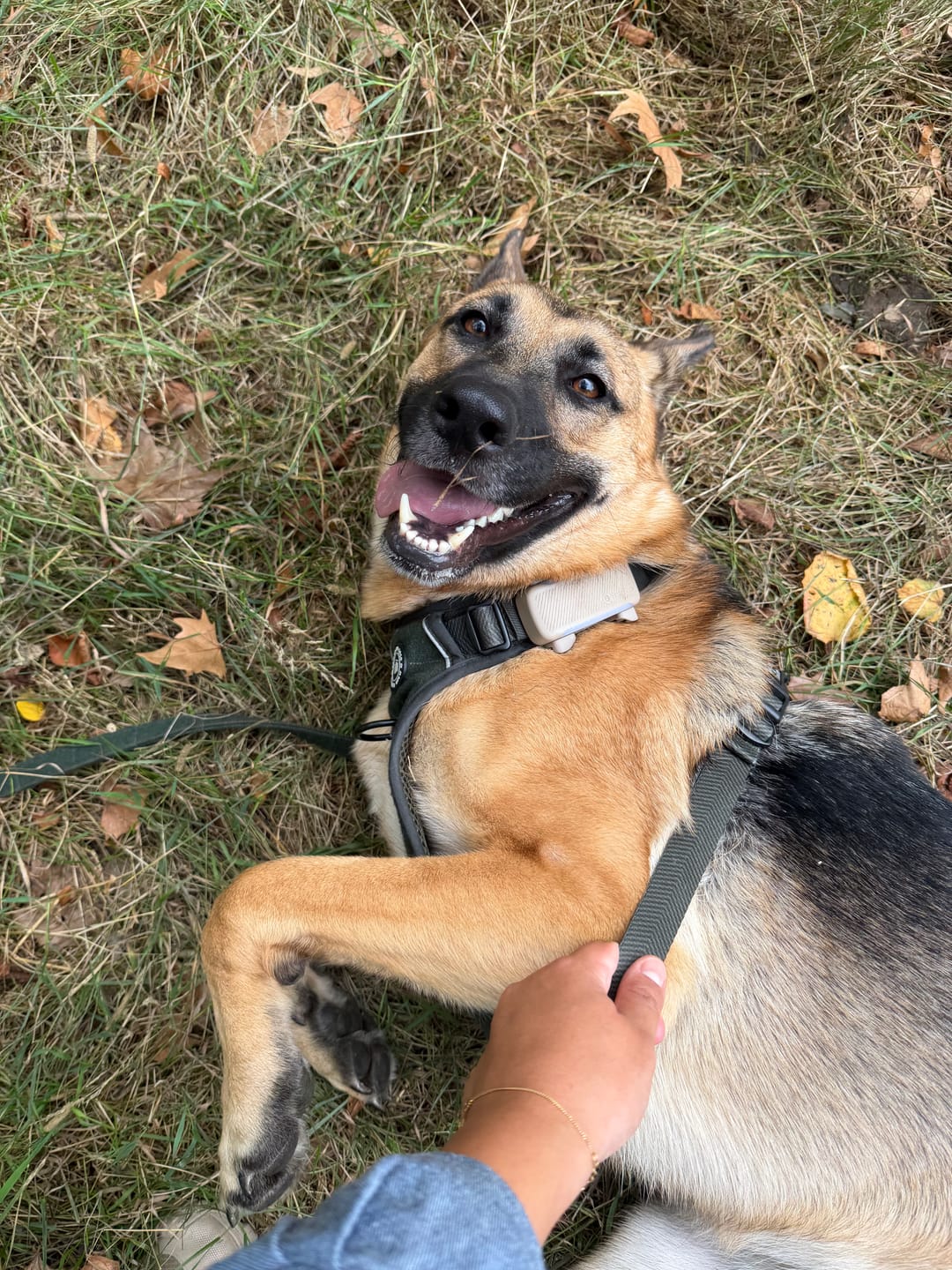 Customer photo review of Dog Lead 5ft - Forest Tweed
