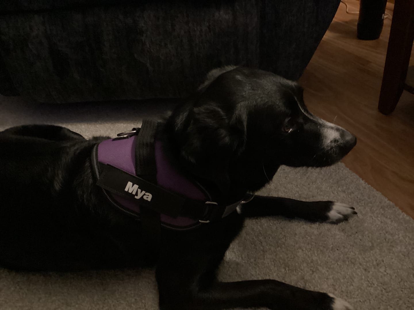 Customer photo review of Dogshood ™ No Pull Harness
