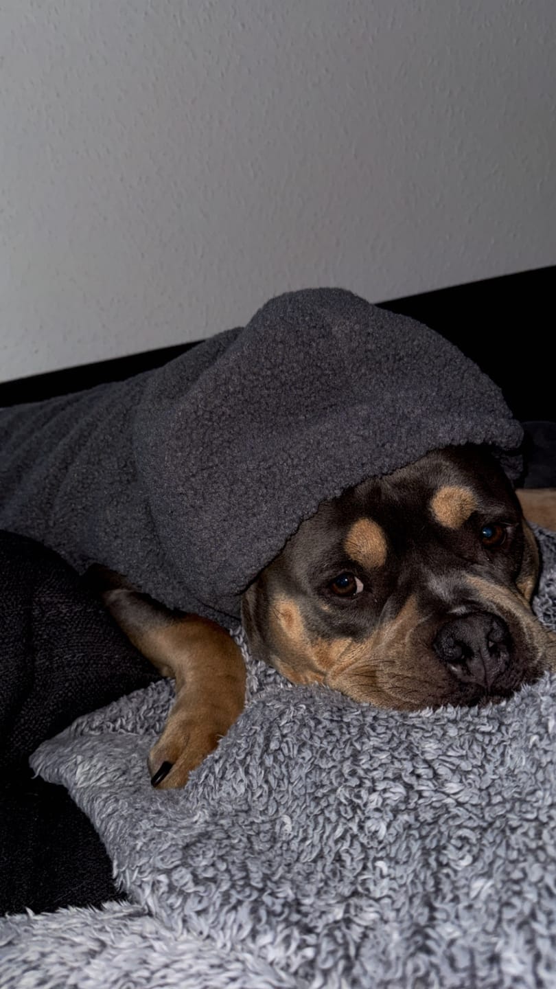Customer photo review of Teddy Sherpa Jacket - Grey