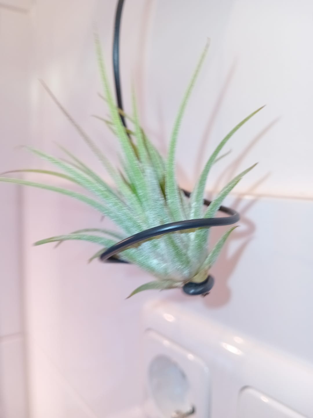 Customer photo review of Tillandsia Ionantha 'druid'