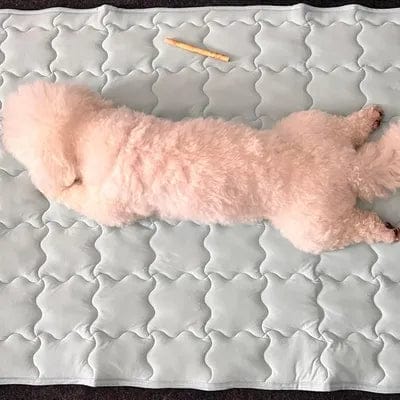 Customer photo review of Dog Cooling Mat