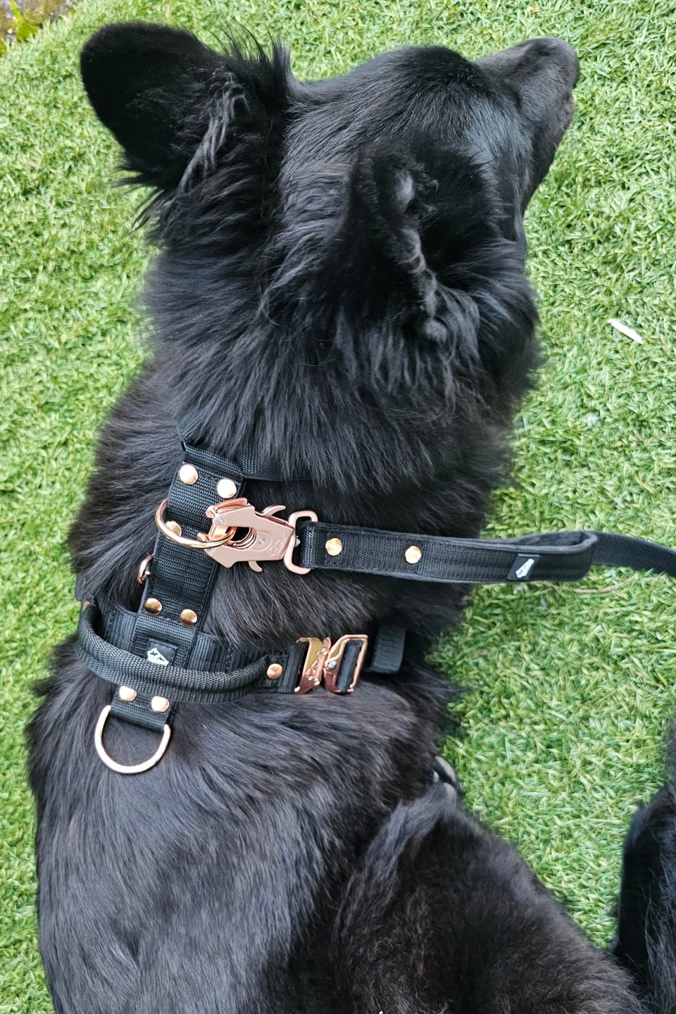 Customer photo review of Szelki z raczką typu guard - Easy Walk Rose Editon Czarne