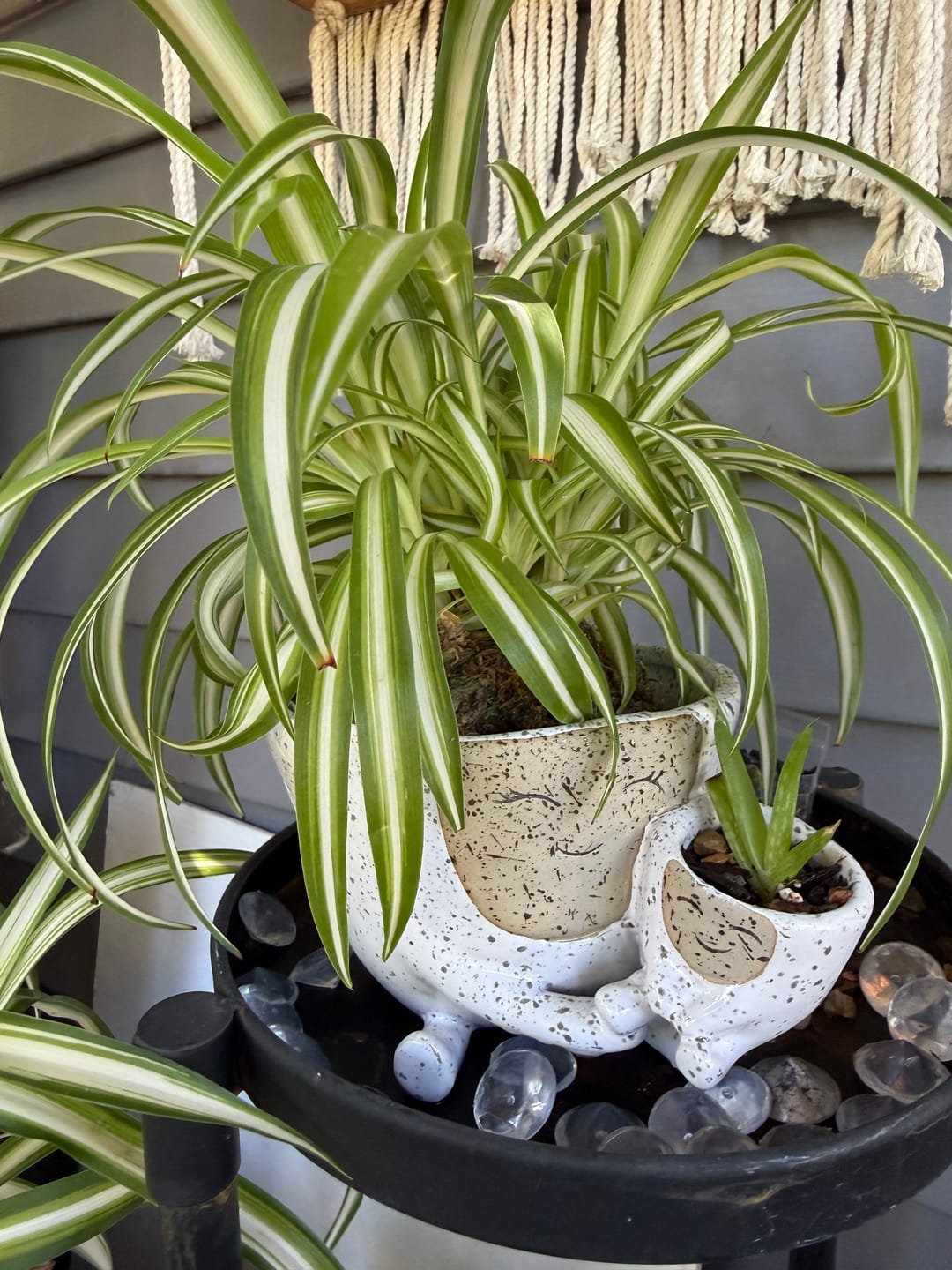 Customer photo review of Fungus Gnat Death Drops
