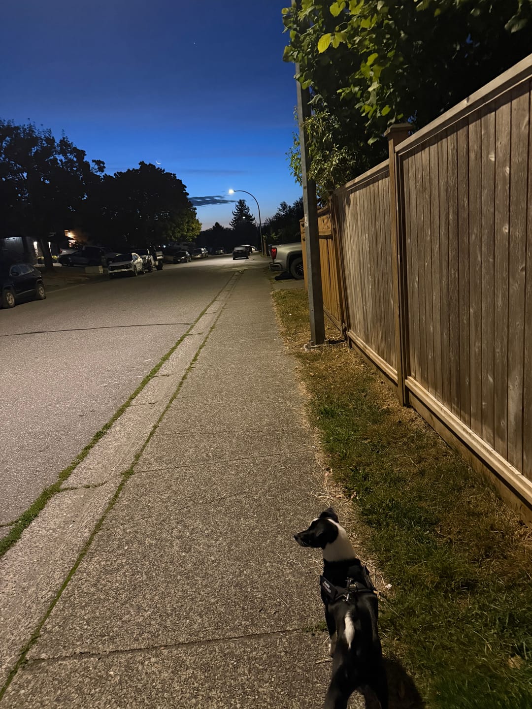 Customer photo review of Dogshood ™ No Pull Harness