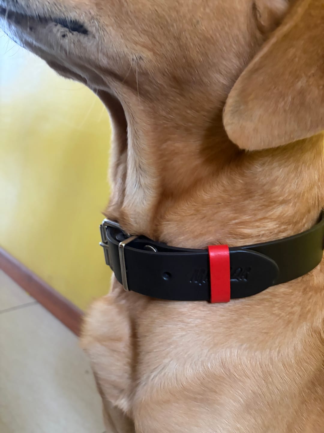 Customer photo review of Collar Duke Negro/Rojo