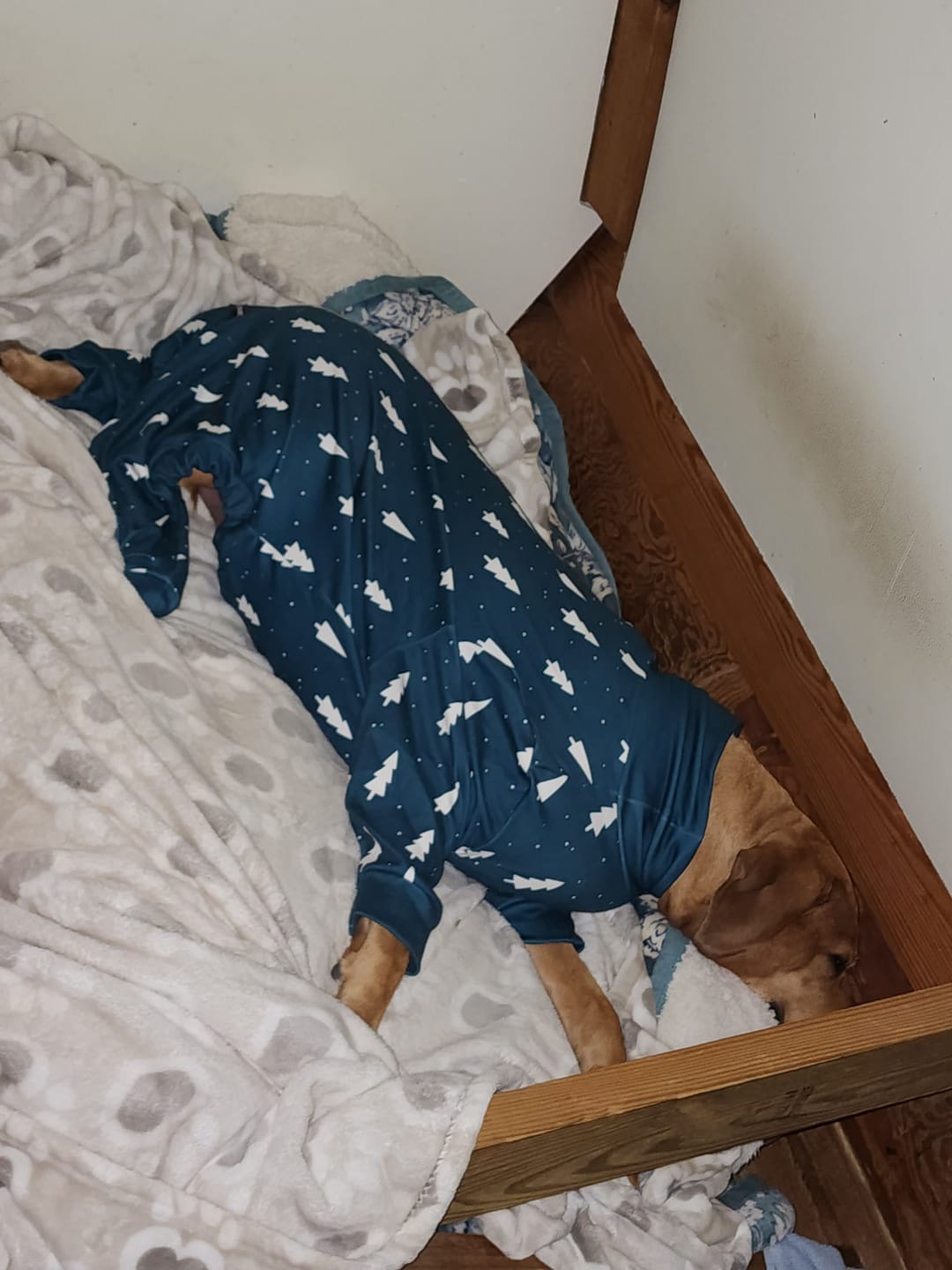 Customer photo review of Dog Christmas Pajama - Frosty Pines
