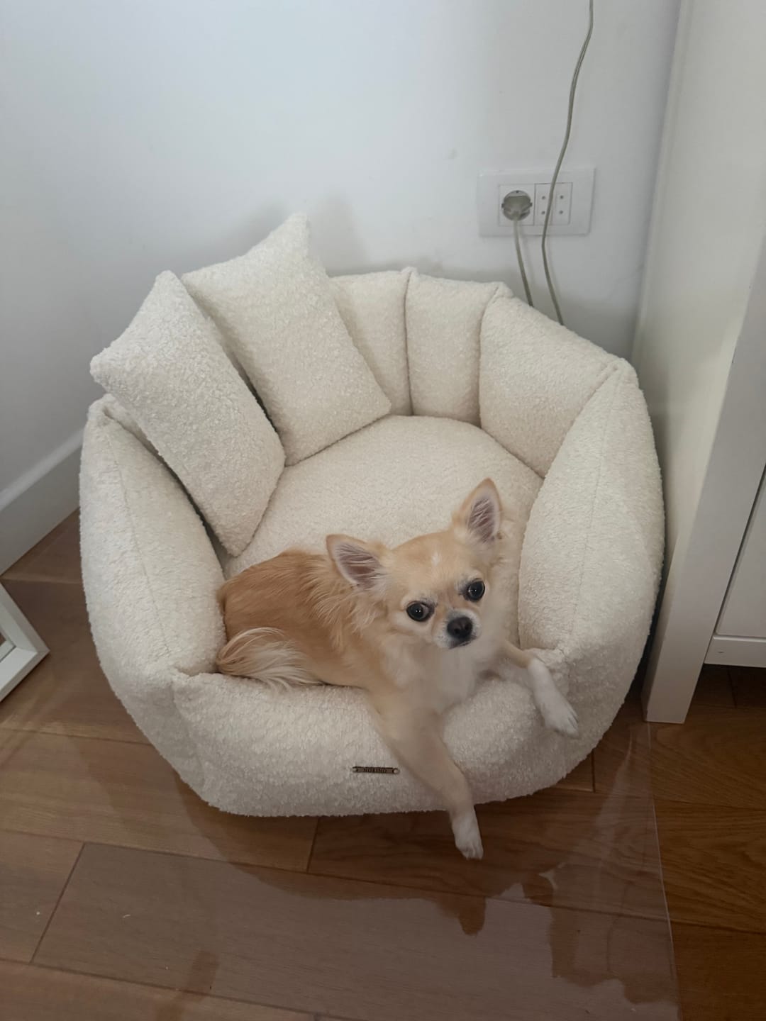Customer photo review of NORINO Shell - Krevet za pse