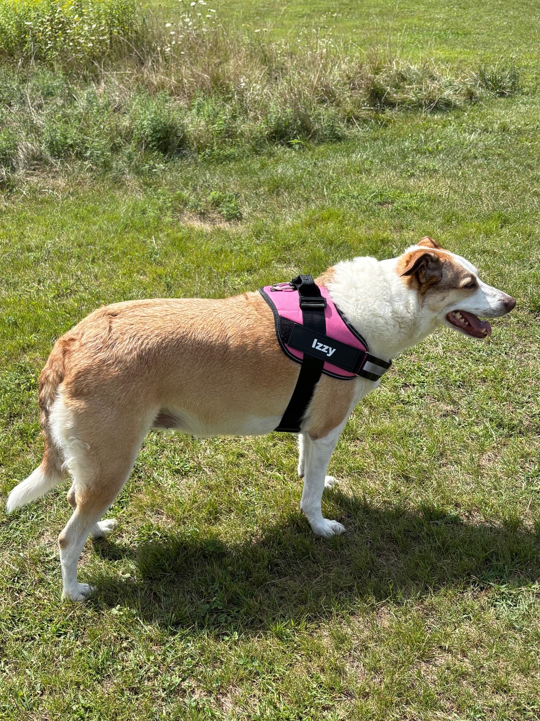 Customer photo review of Personalized Dog Harness