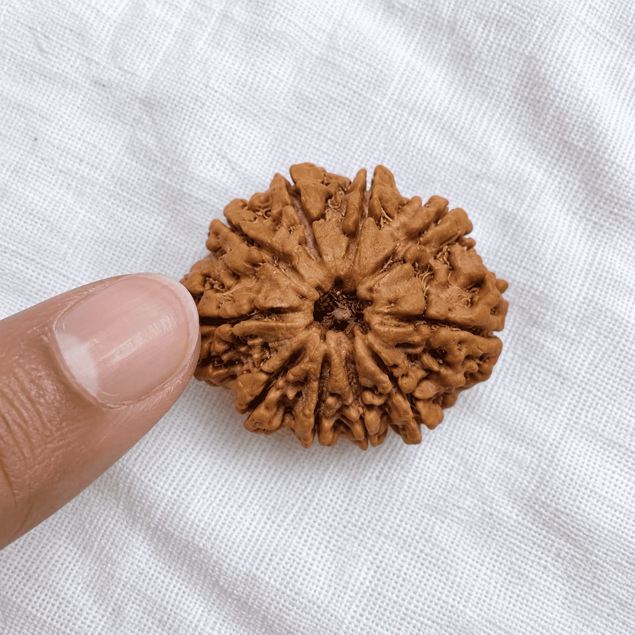 Customer photo review of 10 Mukhi Rudraksha (Nepali)