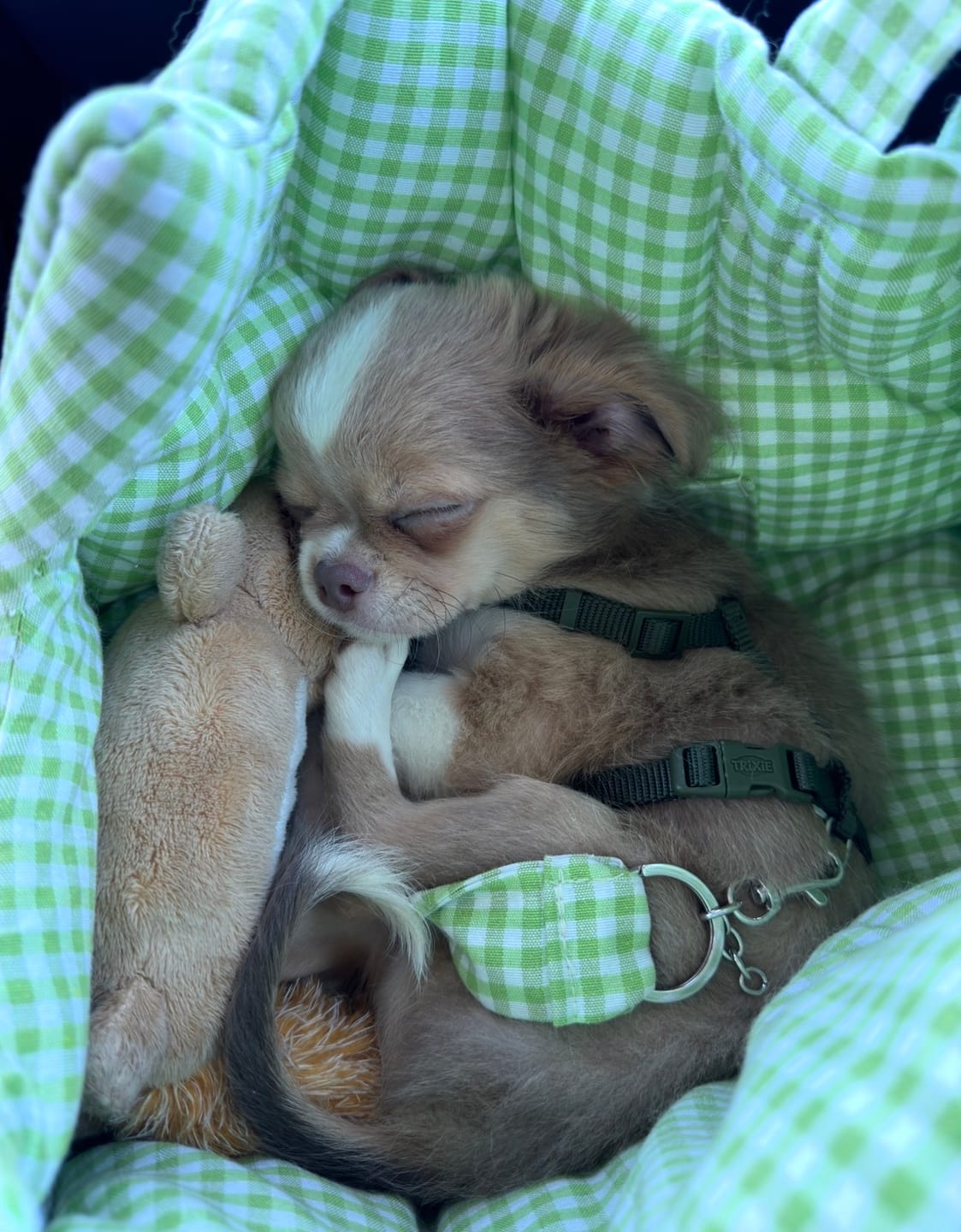 Customer photo review of Borse Trasportino per Cani in Tessuto Vichy | Eleganti, Comode e Made in Italy | Leo e Luna